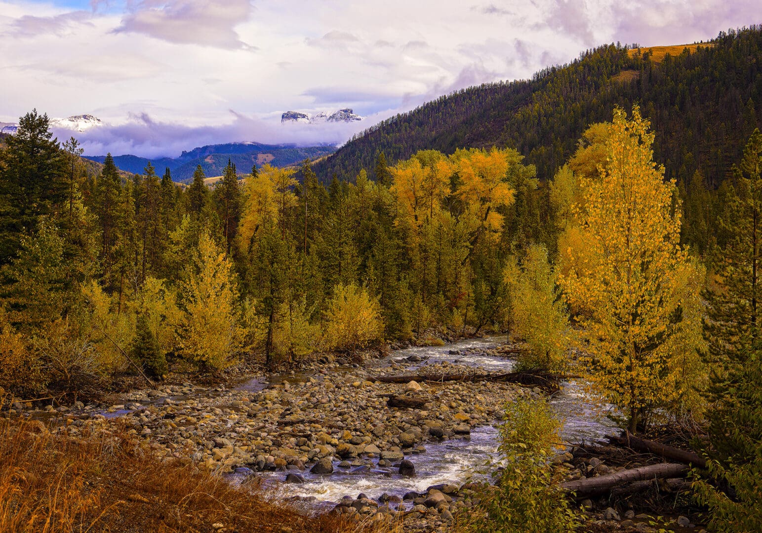 A river in the middle of a forest.