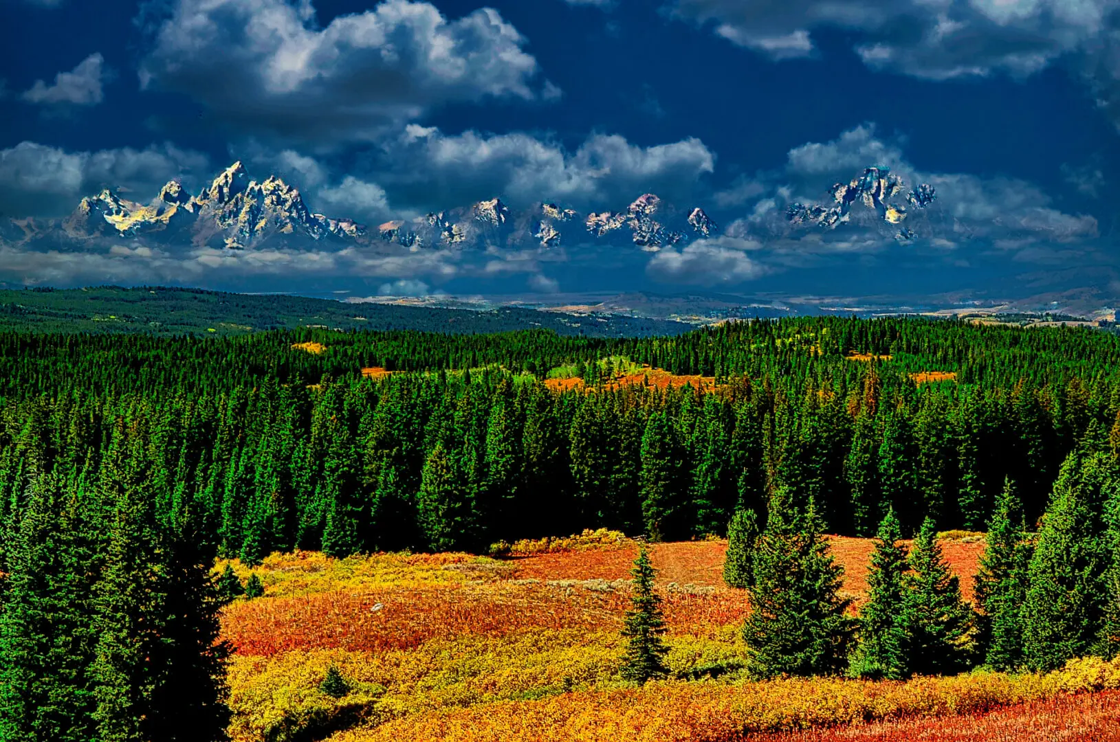 A field with trees and a cloudy sky.